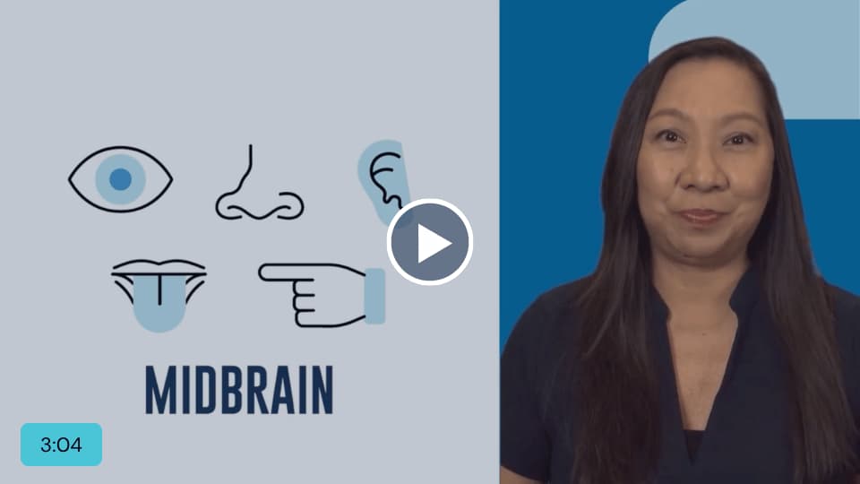 Brain Parts Explained for Youth